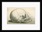The bones of the head by Sutton Nicholls