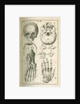 'The fore view of the skull' by Sutton Nicholls