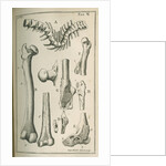 Various human bones by Sutton Nicholls