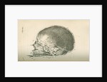 The inside of a skull sawed longitudinally by unknown