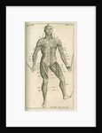 The muscles of the human body (front) by Sutton Nicholls