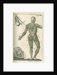 Muscles of the face & a view of the posterior external muscles by Sutton Nicholls