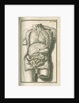 The internal organs by Gerard Vandergucht