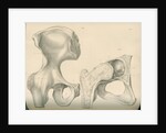 Hip bone and a portion of the femur by J Perry
