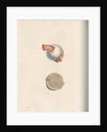 The head of the femur by J Perry