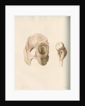 Hip and femur by G Hallmandel