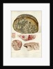 Parts of the brain including the dura mater by William Say