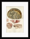 Parts of the brain including the dura mater by William Say