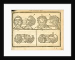 Proportions of the human head by unknown