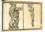 Side view of male torso and arm by unknown