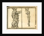 Side view of male torso and arm by unknown