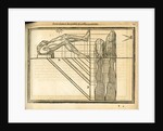 Proportions of the legs by unknown
