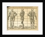Three anatomical male figures by unknown