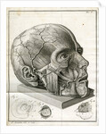 Human head and diagrams of the eye by Faustino Anderloni