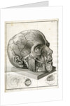 Human head and diagrams of the eye by Faustino Anderloni