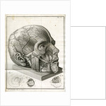 Human head and diagrams of the eye by Faustino Anderloni