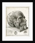 Human head and diagrams of the eye by Faustino Anderloni