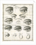 Diagrams of the eye by Faustino Anderloni