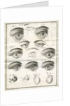Diagrams of the eye by Faustino Anderloni