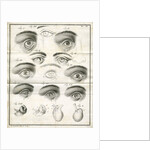 Diagrams of the eye by Faustino Anderloni