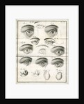Diagrams of the eye by Faustino Anderloni