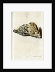 'Argentum' (silver) by Johann Michael Seligmann