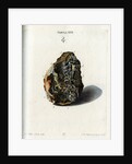 Tin Crystals by Johann Michael Seligmann