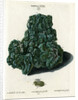 Crystalline Green Copper by Johann Sebastian Leitner