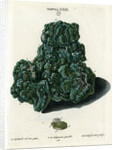Crystalline Green Copper by Johann Sebastian Leitner