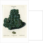 Crystalline Green Copper by Johann Sebastian Leitner