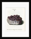 Quartz with Amethyst Crystals by Johann Sebastian Leitner