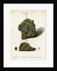 Green mineral of lead by Johann Sebastian Leitner
