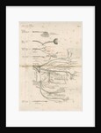 'The Cranial Nerves' by M & N Hanhart