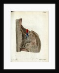 Serous membrane (lungs) by Walwert
