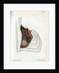 Lungs and pulmonary artery by Walwert