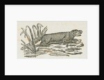 Mink [?] eating a fish by unknown