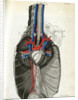 View of the chest cavity by Walwert