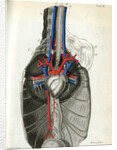 View of the chest cavity by Walwert