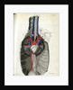 View of the chest cavity by Walwert