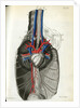 View of the chest cavity by Walwert