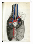 View of the chest cavity by Walwert