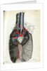 View of the chest cavity by Walwert