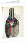 View of the chest cavity by Walwert
