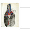 View of the chest cavity by Walwert