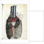 View of the chest cavity by Walwert