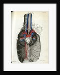View of the chest cavity by Walwert