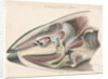 Dissected head of a porpoise by Antoine Toussaint de Chazal