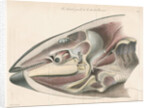 Dissected head of a porpoise by Antoine Toussaint de Chazal