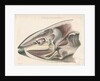 Dissected head of a porpoise by Antoine Toussaint de Chazal