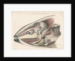 Dissected head of a porpoise by Antoine Toussaint de Chazal